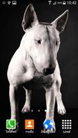 Bull Terrier Wallpaper 截圖 1