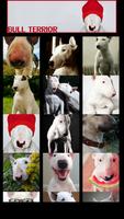 برنامه‌نما Bull Terrier Wallpaper عکس از صفحه