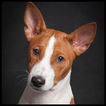 Basenji Wallpaper