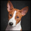 Basenji Wallpaper APK