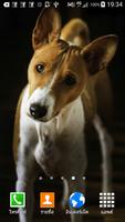 Basenji Wallpaper Affiche