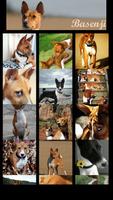 Basenji Wallpaper скриншот 2