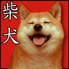 cute cute shiba dog wallpaper icône