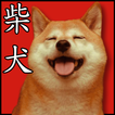 cute cute shiba dog wallpaper