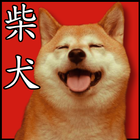 cute cute shiba dog wallpaper 图标