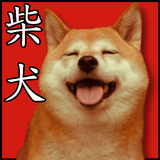 ikon cute cute shiba dog wallpaper