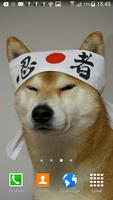 cute cute shiba dog wallpaper Affiche