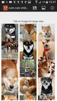 cute cute shiba dog wallpaper تصوير الشاشة 1