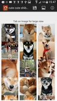 cute cute shiba dog wallpaper Screenshot 1