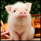 Cute Pigs Wallpaper simgesi