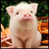 Cute Pigs Wallpaper Zeichen