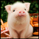 APK Cute Pigs Wallpaper