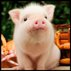 Cute Pigs Wallpaper icône