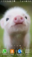 Cute Pigs Wallpaper Plakat