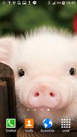 Cute Pigs Wallpaper スクリーンショット 1