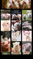 Cute Pigs Wallpaper capture d'écran 2