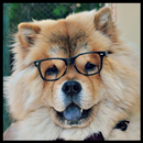 Chow Chow Dog Wallpaper APK
