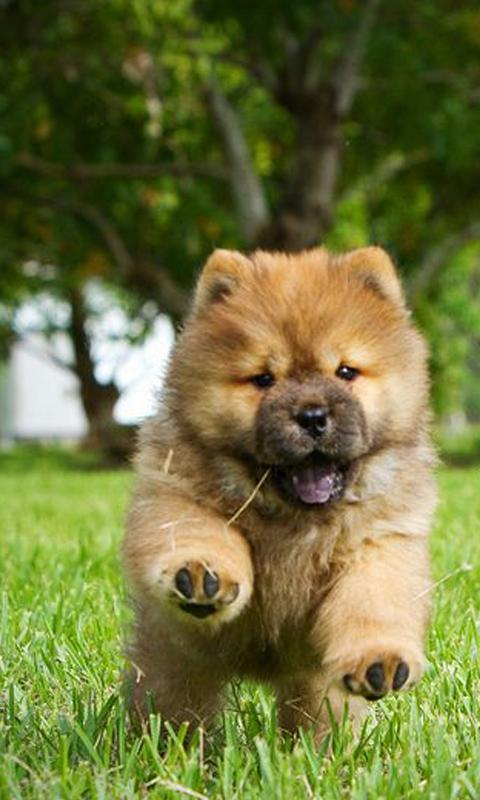 Chow Chow Dog Wallpaper APK per Android Download