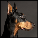 Doberman Wallpaper APK