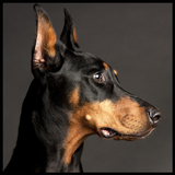 Doberman Wallpaper icon