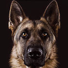 German Shepherd Wallpaper ikona
