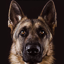 German Shepherd Wallpaper APK