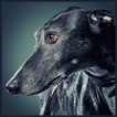 Greyhound Wallpaper