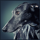 Greyhound Wallpaper أيقونة