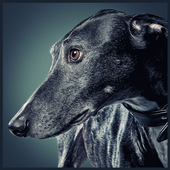 Greyhound Wallpaper icon