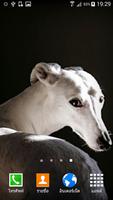 Greyhound Wallpaper ポスター