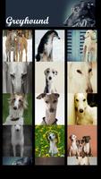 Greyhound Wallpaper ภาพหน้าจอ 2