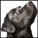 Labrador Wallpaper APK