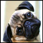 Pug Wallpaper أيقونة