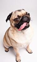 Pug Wallpaper تصوير الشاشة 3