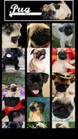 Pug Wallpaper capture d'écran 1