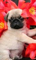 Pug Wallpaper syot layar 2