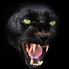 Panther Wallpaper иконка