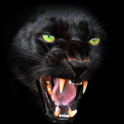 Panther Wallpaper ikon