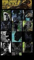 Panther Wallpaper постер