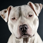 آیکون‌ Pitbull Wallpaper