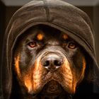 Rottweiler Wallpaper आइकन
