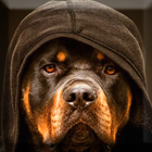 Rottweiler Wallpaper Zeichen