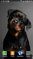 Rottweiler Wallpaper पोस्टर