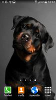 Rottweiler Wallpaper Affiche