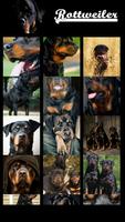 Rottweiler Wallpaper ภาพหน้าจอ 1