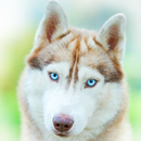 Siberian Husky Wallpaper APK