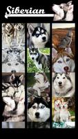 Siberian Husky Wallpaper स्क्रीनशॉट 2