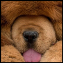 Tibetan Mastiff Wallpaper APK