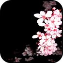 Cherry Blossom Wallpaper APK
