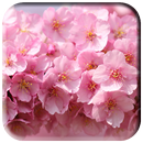 Cherry Blossoms Wallpaper APK